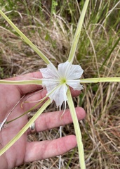 Hymenocallis palmeri, photograph (c) James Hardee, some rights reserved (CC BY)