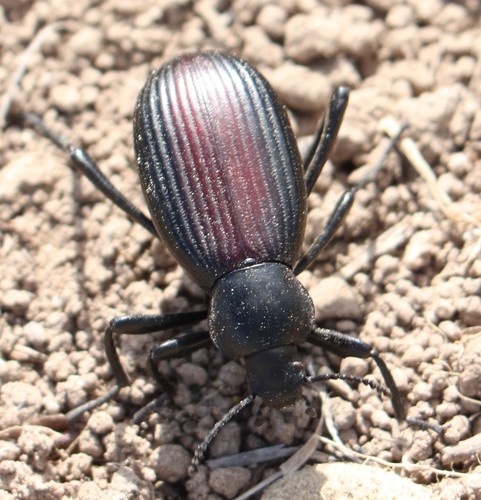Rough-lipped Darkling Beetle