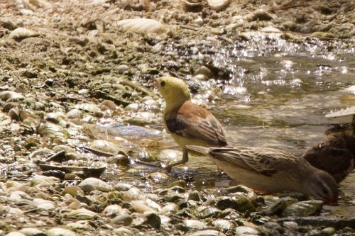 iNaturalist image