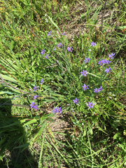 Sisyrinchium pruinosum