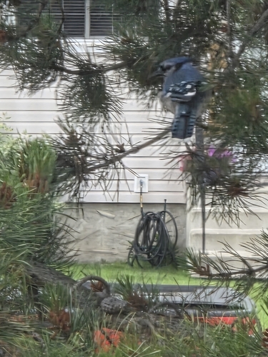Blue Jay