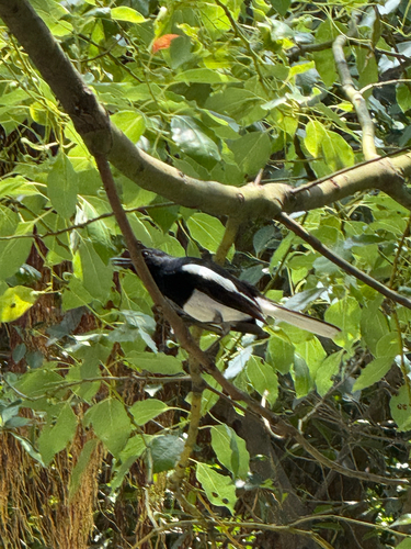 Oriental Magpie-Robin
