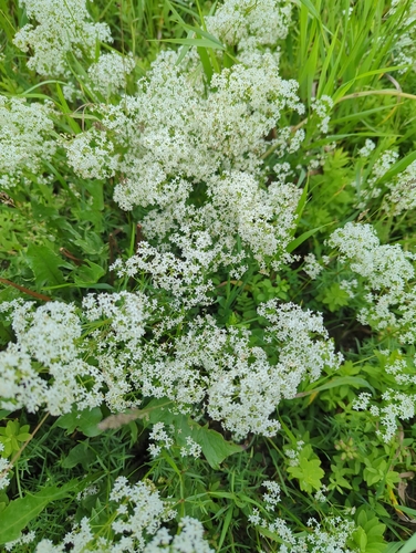 Northern Bedstraw