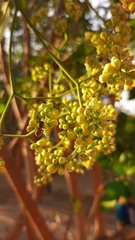 Cordia alba