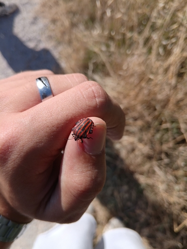 Continental Striped Shield Bug