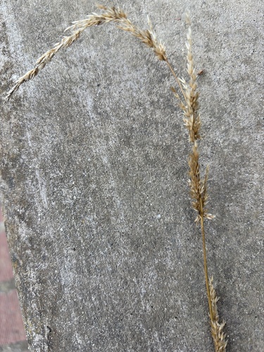 Melica imperfecta observed 2026-07-02