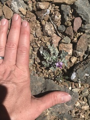 Astragalus newberryi