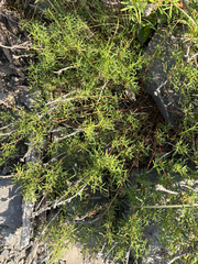 Dalea gattingeri