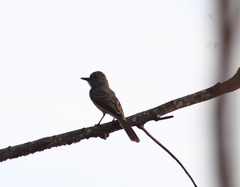 Myiarchus panamensis