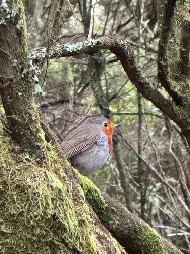 European Robin