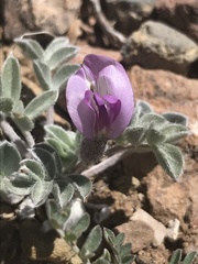 Astragalus newberryi