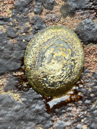 iNaturalist observation photo of Lottia Limpets
