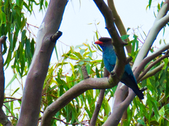 Eurystomus orientalis pacificus