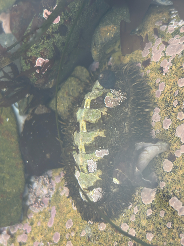 iNaturalist observation photo of Mossy Chiton