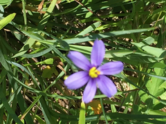 Sisyrinchium pruinosum