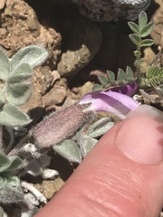 Astragalus newberryi