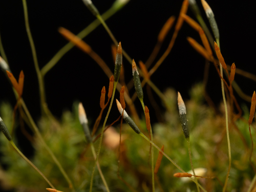 Tetraphis geniculata observed 2026-06-19