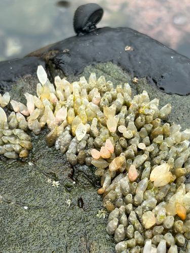 iNaturalist observation photo of Ocenebrinae