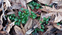 Viola sieberiana