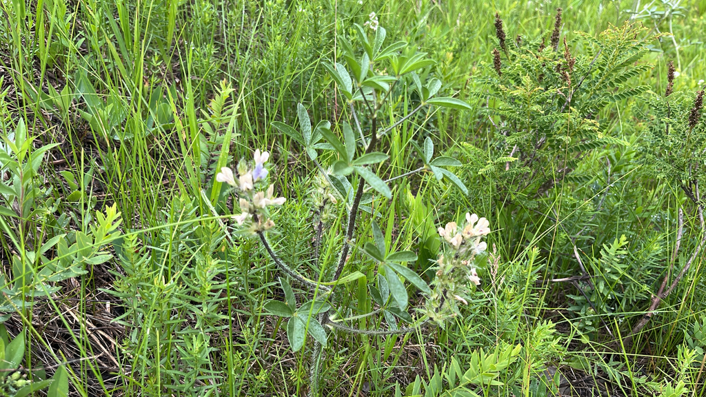 Pediomelum esculentum; photograph (c) Jenn (McPhee) Dyson, some rights reserved (CC BY)