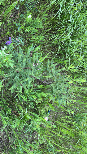 Amorpha nana, photograph 2