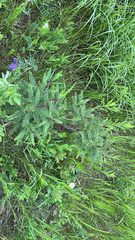 Amorpha nana, photograph (c) Jenn (McPhee) Dyson, some rights reserved (CC BY)