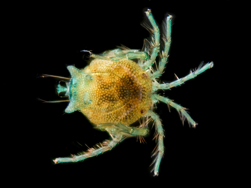 Arrenurus
