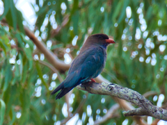 Eurystomus orientalis pacificus