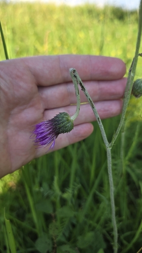 Cirsium tuberosum, photograph 3