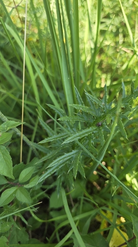 Cirsium tuberosum, photograph 4