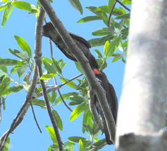 Eurystomus orientalis pacificus