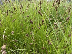 Carex pansa