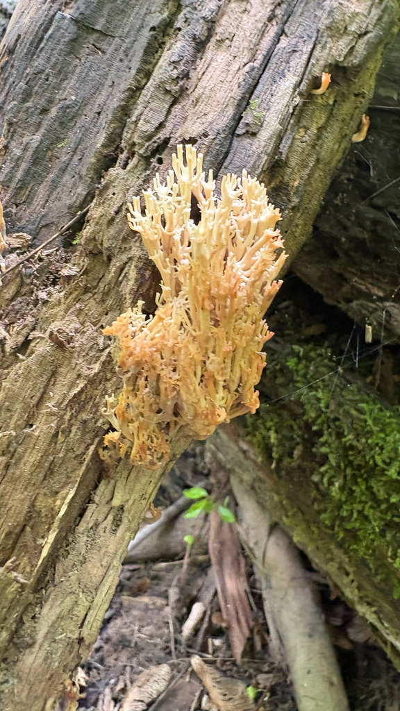 crown-tipped coral fungus · July 2026 · photo: Photo: (c) Derek Duplessis, some rights reserved (CC BY) · iNaturalist