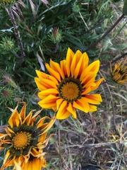 Gazania × splendens