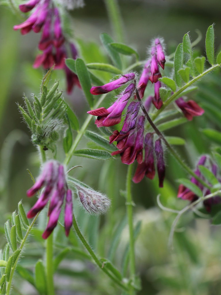Purple vetch