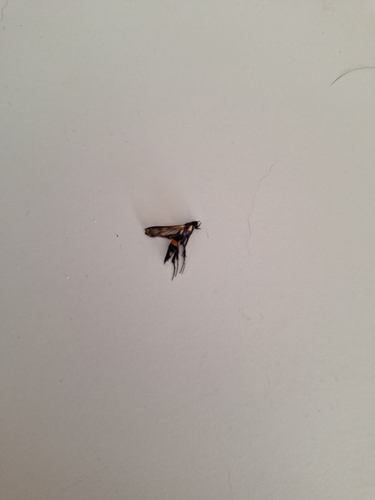 Red-belted Clearwing Moth