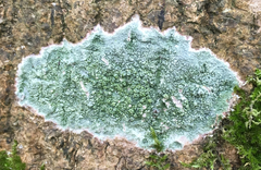 Pertusaria pertusa