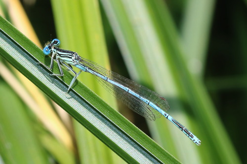 Blue Featherleg