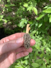 Morchella diminutiva