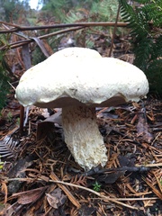 Austroboletus niveus