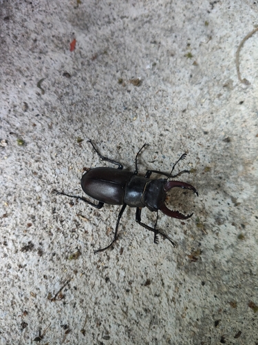 European Stag Beetle