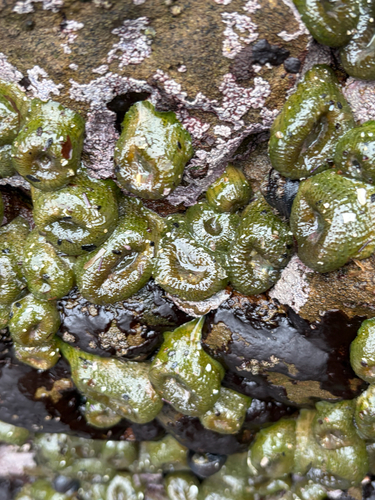iNaturalist observation photo of Aggregating Anemone