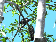 Eurystomus orientalis pacificus