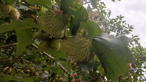 Quercus aliena iNat (3)