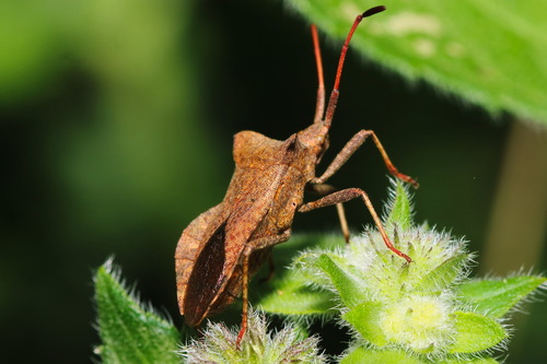 Dock Bug