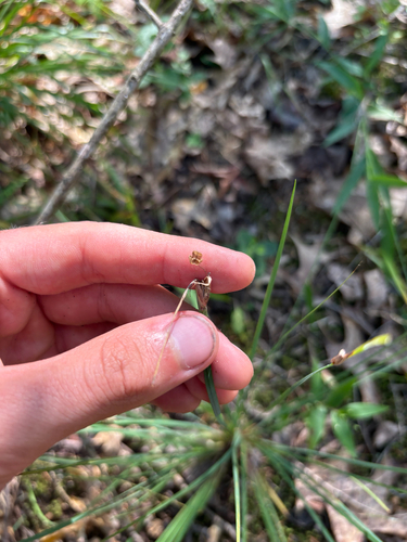 Sisyrinchium albidum, photograph 2