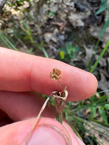 Sisyrinchium albidum