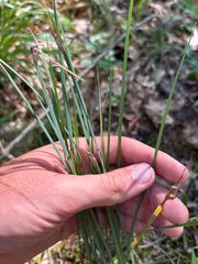 Sisyrinchium albidum, photograph author not stated, no rights reserved