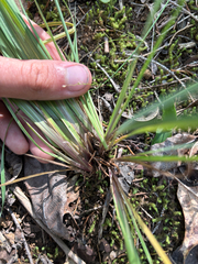 Sisyrinchium albidum, photograph author not stated, no rights reserved