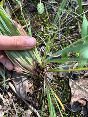 Sisyrinchium albidum, photograph author not stated, no rights reserved